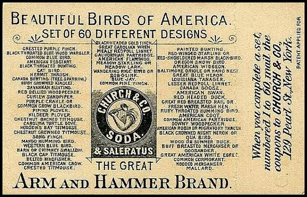 J1 Arm and Hammer Useful Birds of America